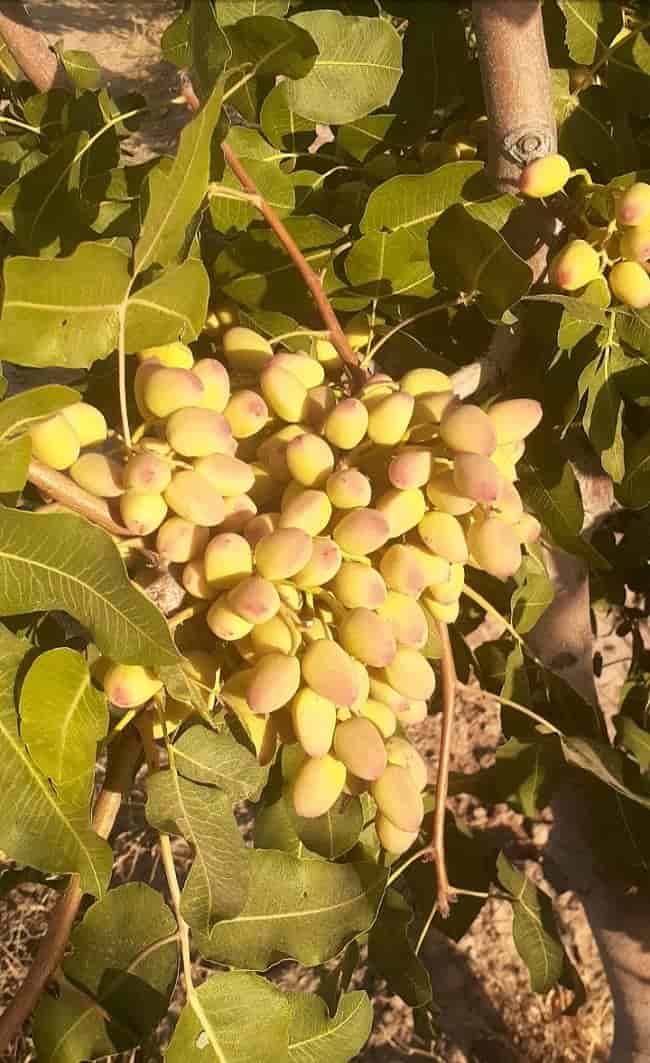 تصویر 1 از قیمت مغز پسته کال سبز + خرید باور نکردنی